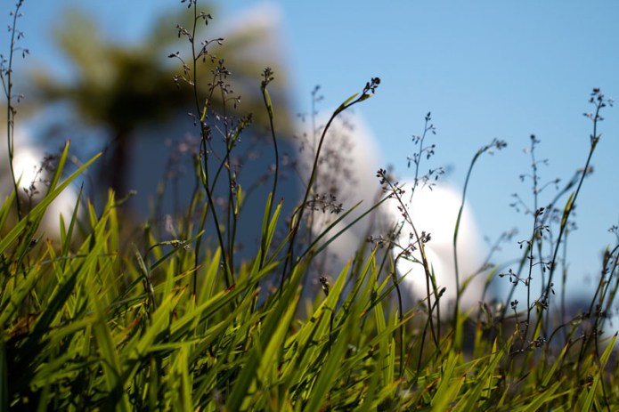 opera house through grass_SM