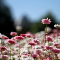 white and pink&nbsp;flowers